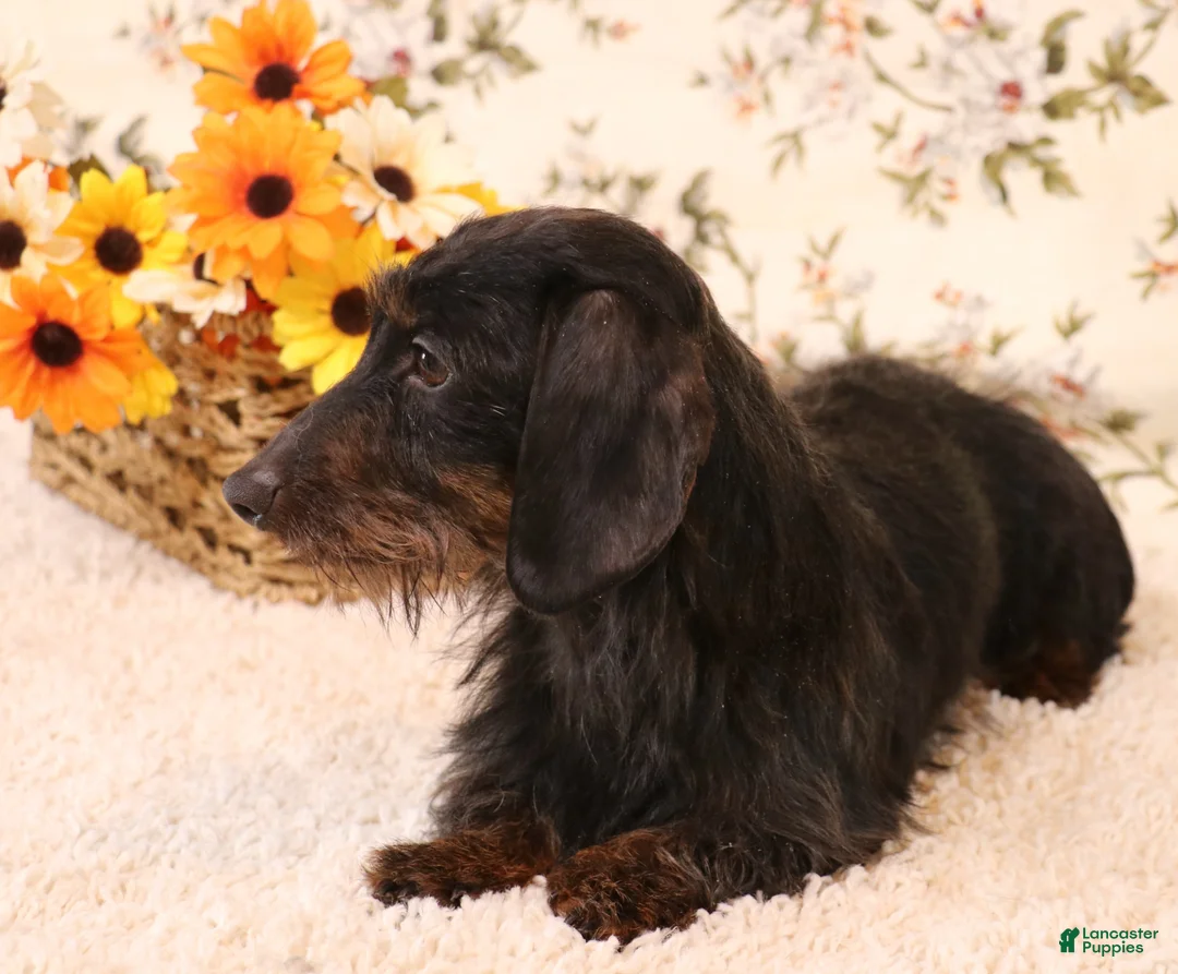Miniature Dachshund dogs for sale: Benji red brindle smooth male - Ad 2