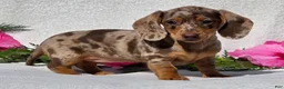 Miniature Dachshund dogs for sale: Cherish - Ad 4