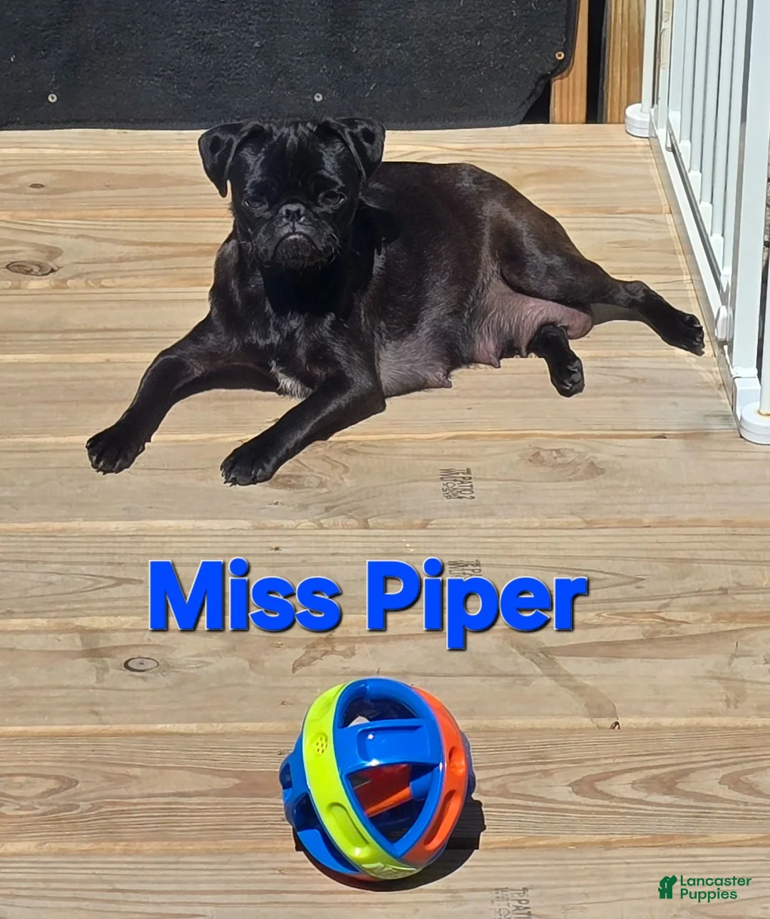 Pug dogs for sale: Pug 1 - Ad 8