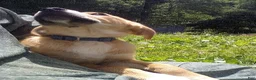 Mixed Breed dogs for sale: Angola - Ad 3