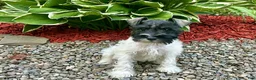 Miniature Schnauzer dogs for sale: Spot - Ad 1