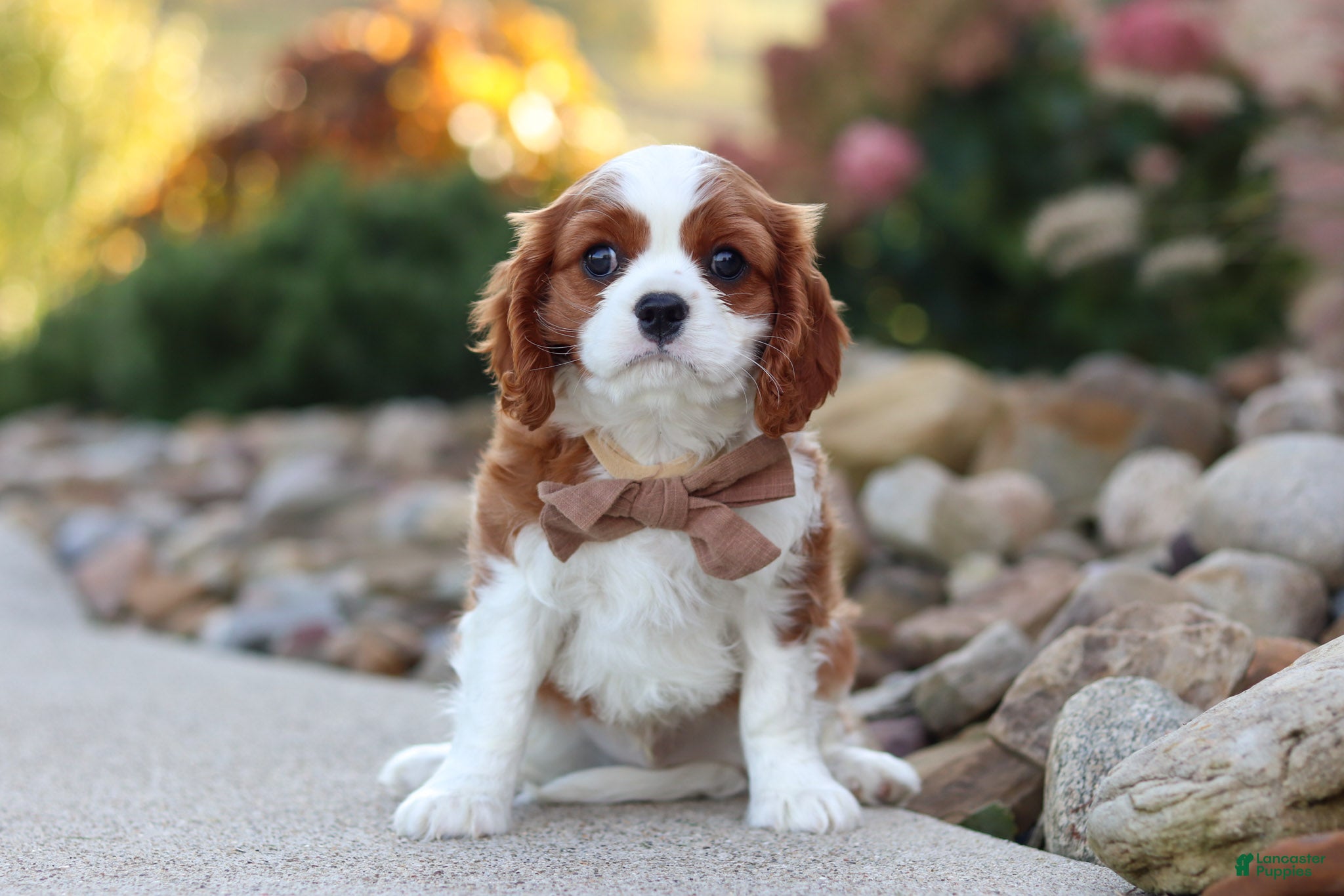 Cavalier King Charles Spaniel dogs Acorn - Ad 1