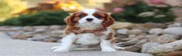 Cavalier King Charles Spaniel dogs for sale: Acorn - Ad 1