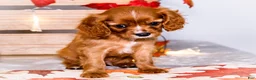 Cavalier King Charles Spaniel dogs for sale: Jojo - Ad 4