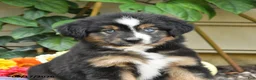 Miniature Australian Shepherd dogs for sale: Zinniea - Ad 3