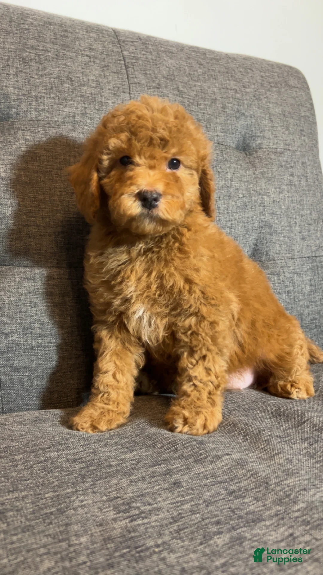 Mini Goldendoodle dogs for sale: Ms Strudel - Ad 6