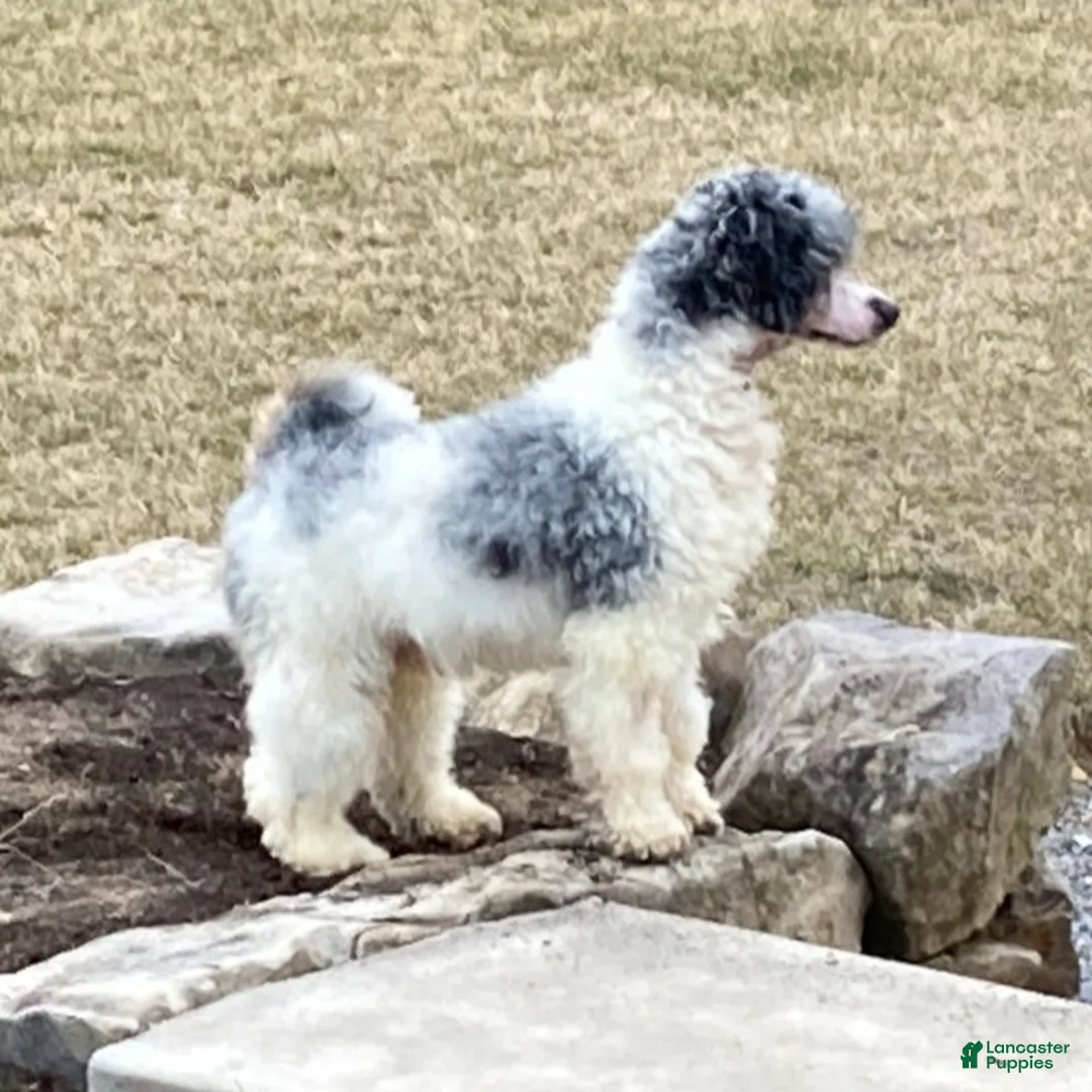 Mini Goldendoodle dogs for sale: Kody - Ad 6