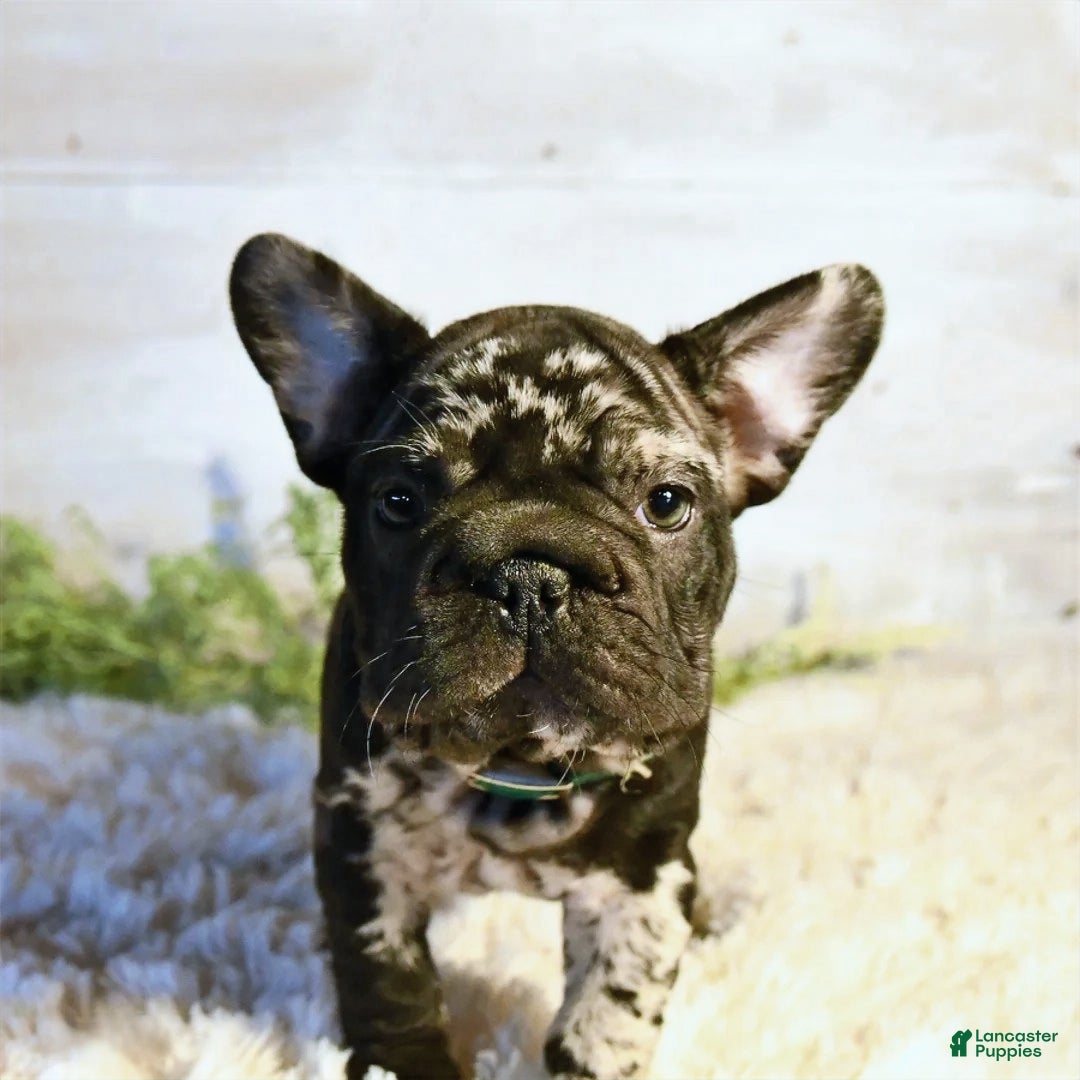 French Bulldog dogs for sale: Panda - Ad 3