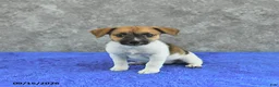 Jack Russell Terrier dogs for sale: Twila - Ad 3