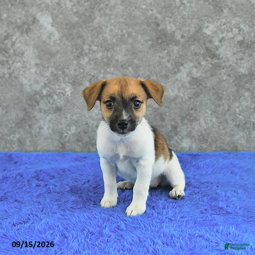 Jack Russell Terrier dogs for sale: Twila - Ad 3