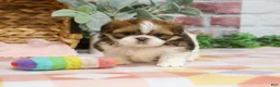 Shih Tzu dogs for sale: Lady  - Ad 4