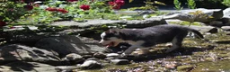 Siberian Husky dogs for sale: Crystal - Ad 2