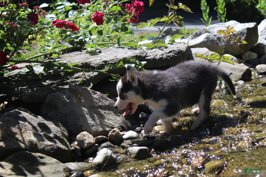 Siberian Husky dogs for sale: Crystal - Ad 2