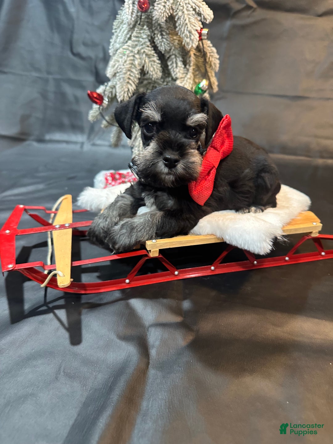 Miniature Schnauzer dogs for sale: Blitzen - Ad 3