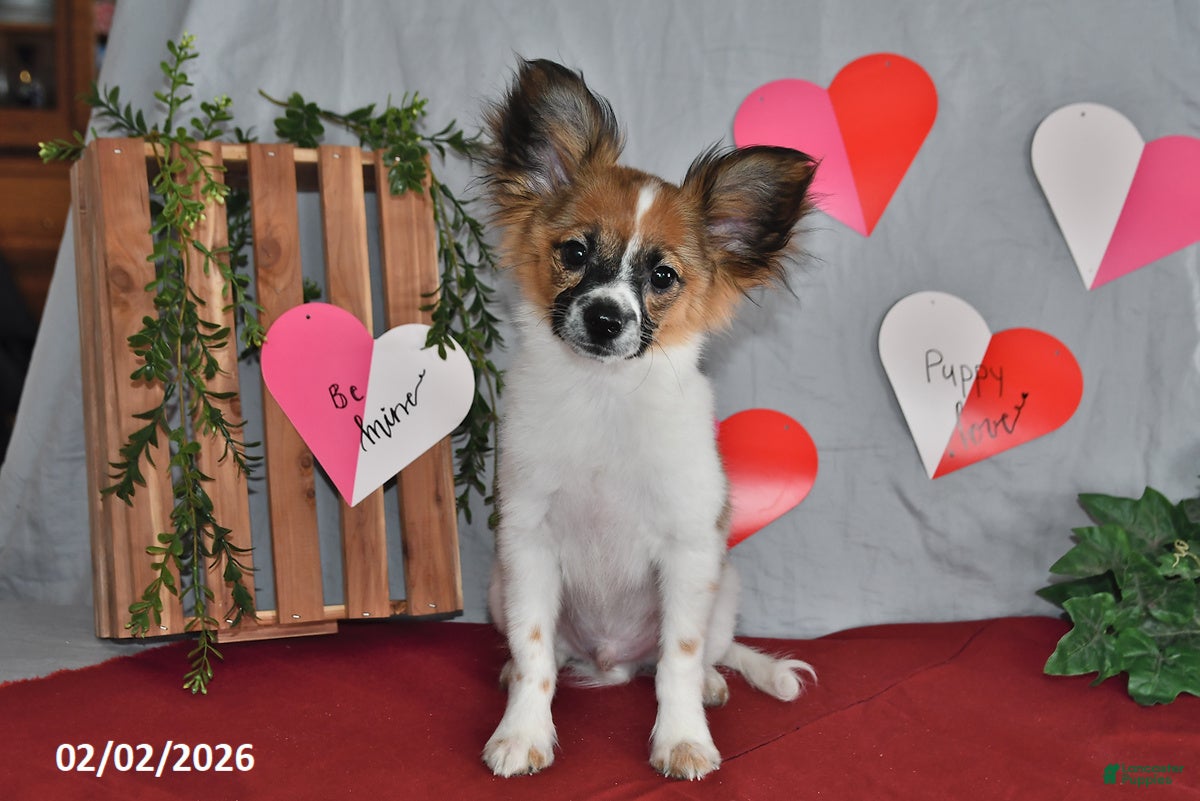 Papillon dogs Oliver - Ad 24