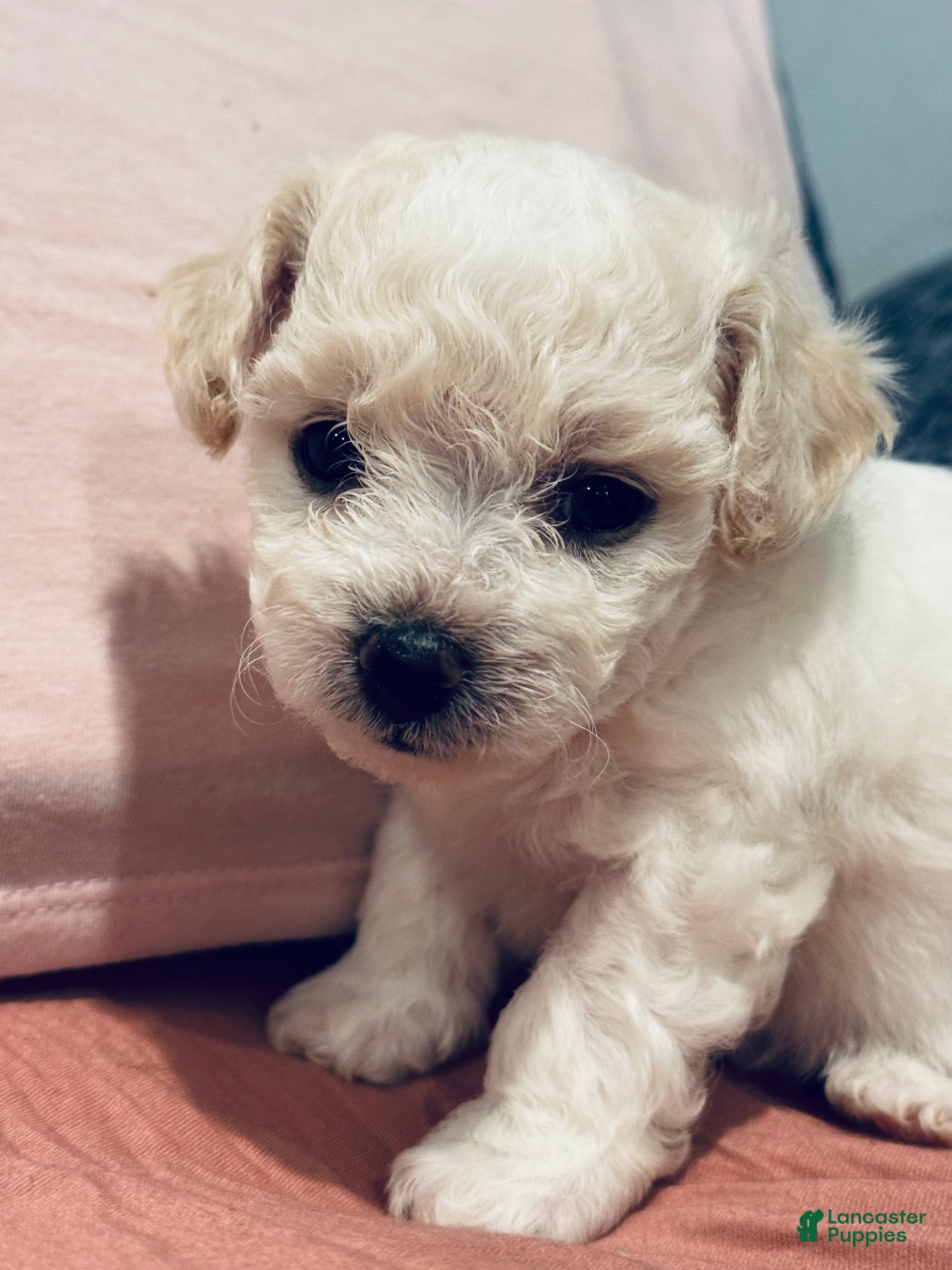 Bichon Frise dogs Bichon Frise 5 - Ad 42