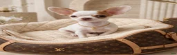 Chihuahua dogs for sale: ✨CKC Saint✨ Applehead 4 lbs fully grown  - Ad 2