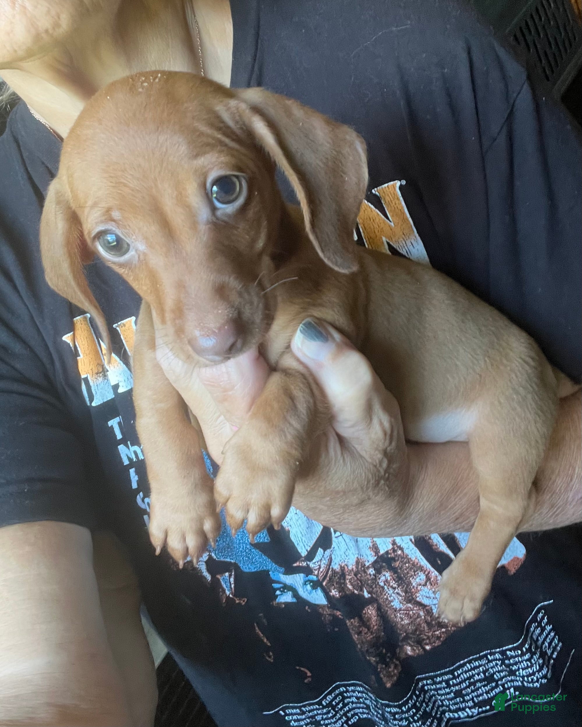 Miniature Dachshund dogs Miniature Dachshund 1 - Ad 1