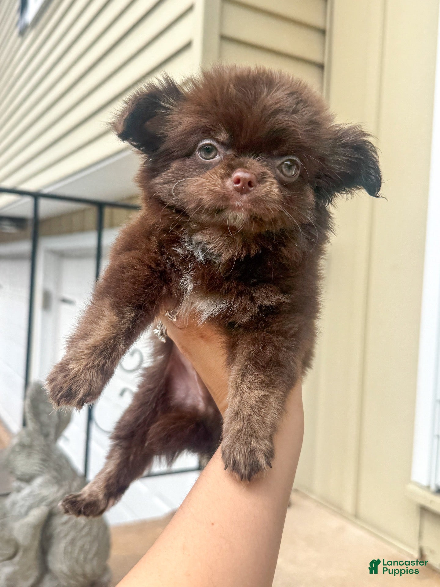 Chihuahua dogs Zachary - Ad 2