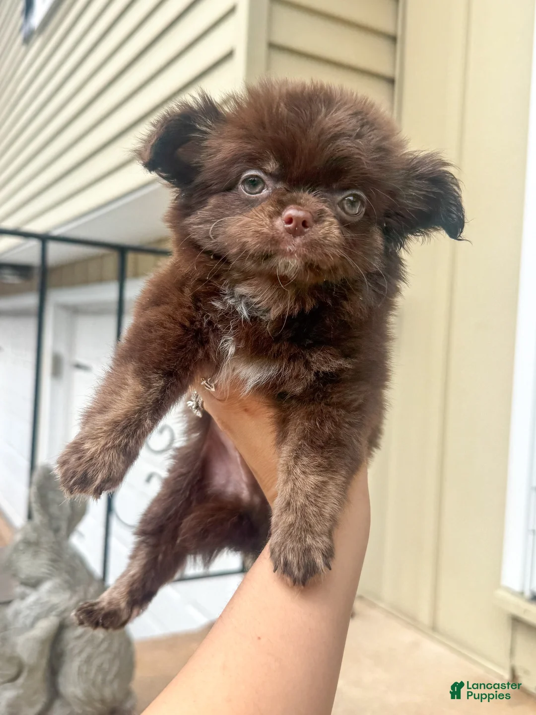 Chihuahua dogs for sale: Zachary - Ad 2