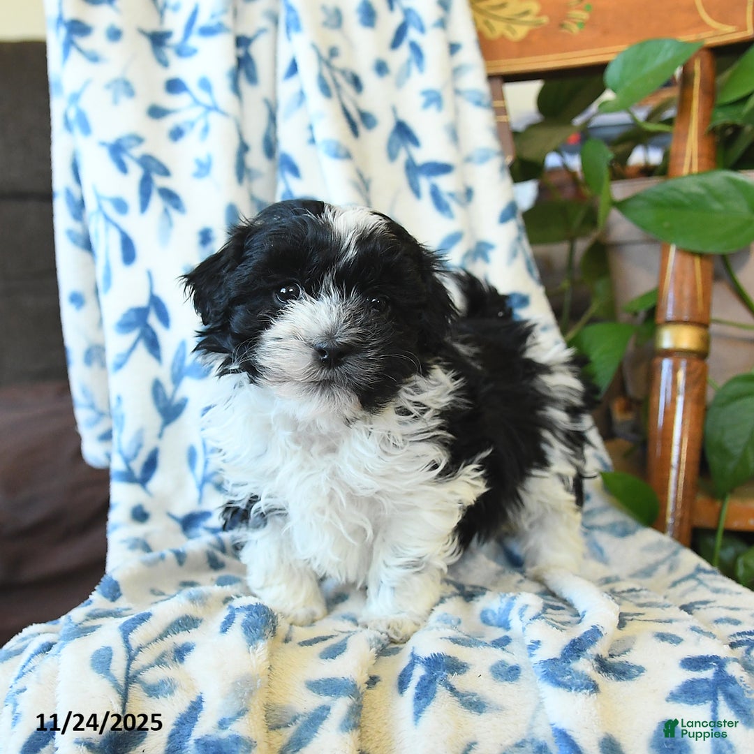 Havanese dogs for sale: Cherry - Ad 3
