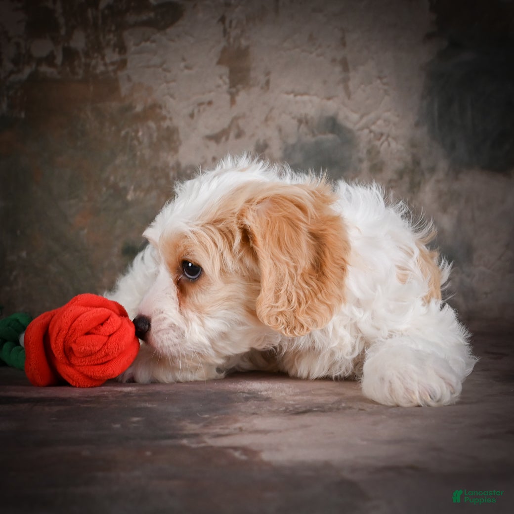 Cavachon dogs for sale: Jeremy - Ad 2