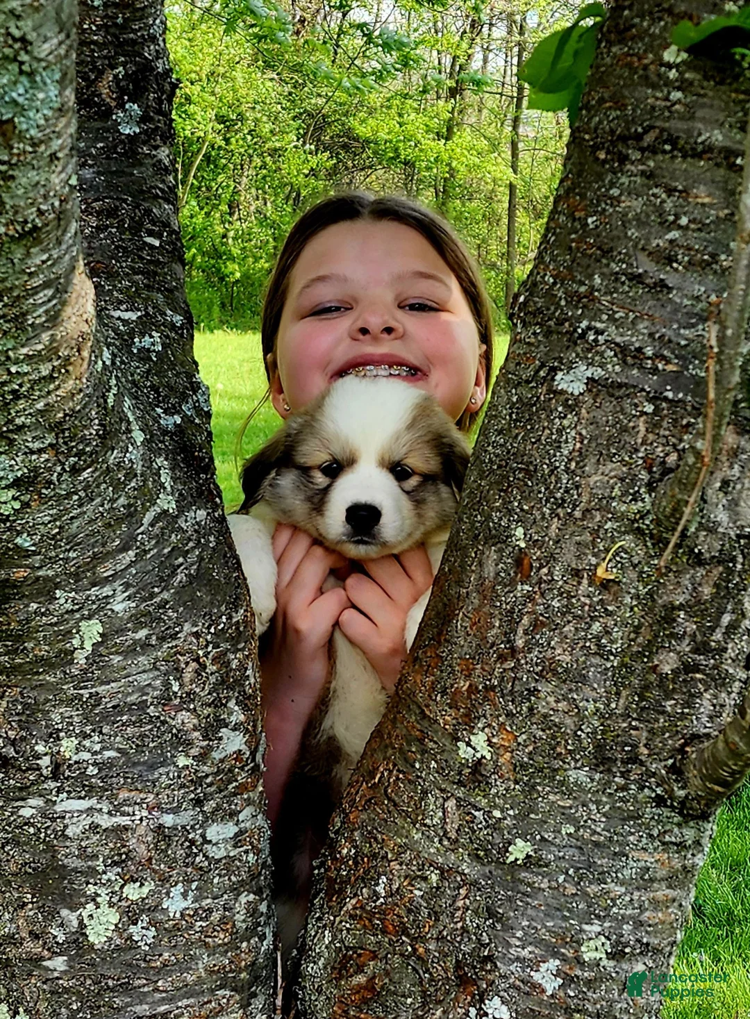 Mixed Breed dogs for sale: Mixed Breed Puppy 1 - Ad 5