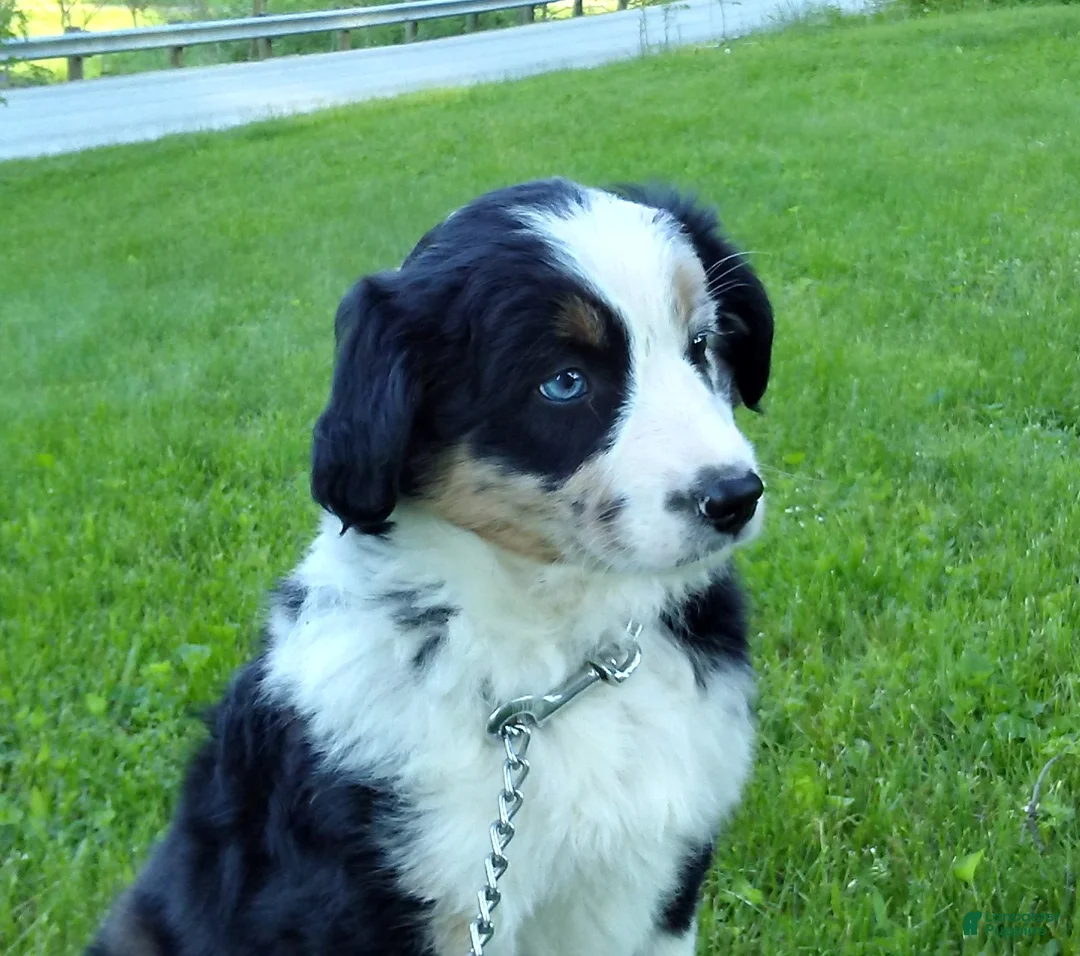 Australian Shepherd dogs for sale: Mandi - Ad 1
