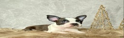 Boston Terrier dogs for sale: Frost  - Ad 1