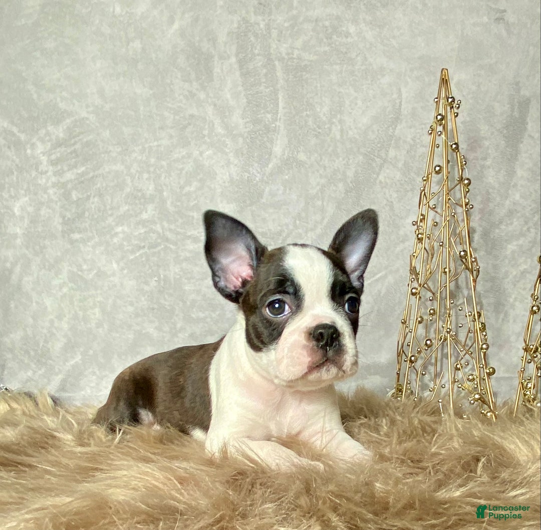 Boston Terrier dogs for sale: Frost  - Ad 1