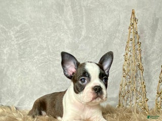 Boston Terrier dogs Frost - Ad 24