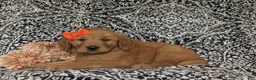 Golden Retriever dogs for sale: Sophie - Ad 4