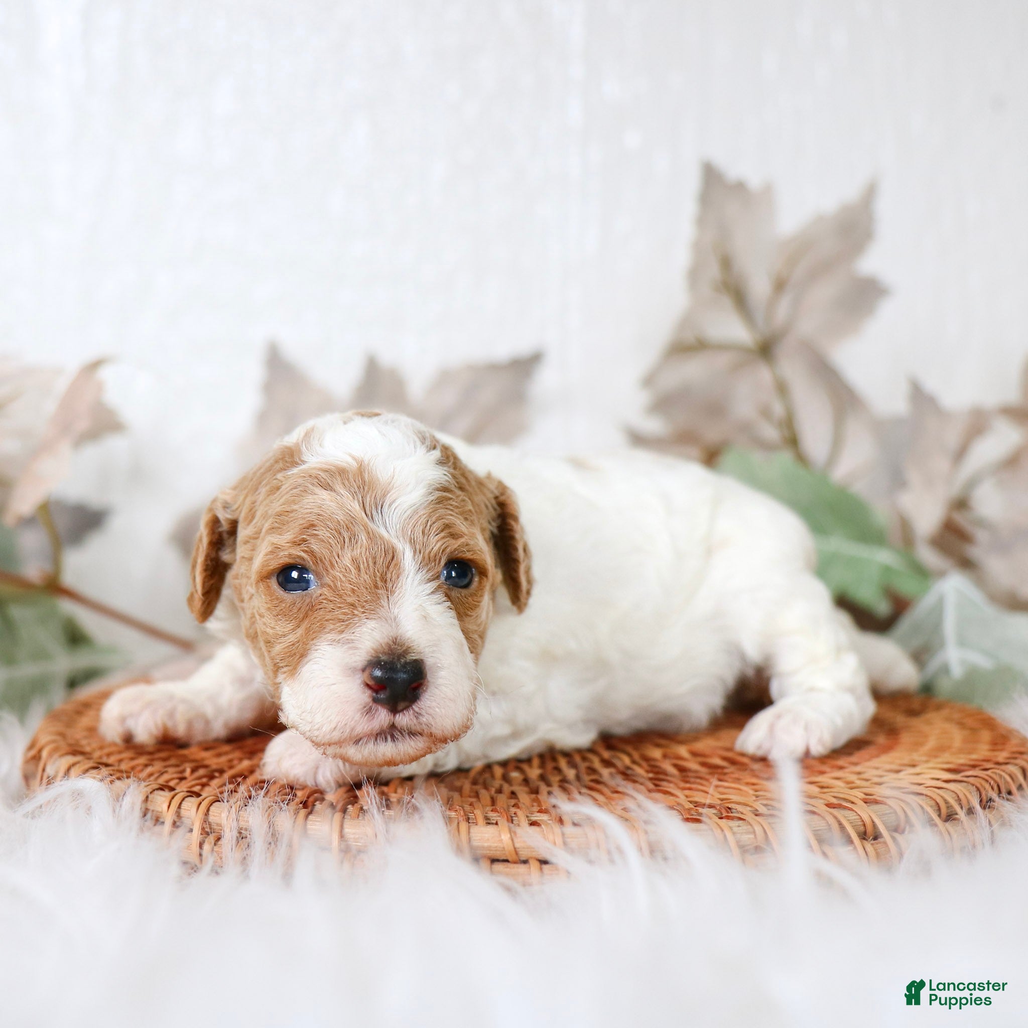 Cavapoo dogs for sale: Max Cavapoo  - Ad 2