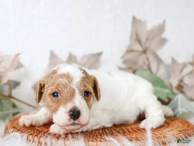 Cavapoo dogs for sale: Max Cavapoo - Ad 2