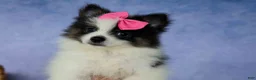 Pomeranian dogs for sale: Estella🎀 - Ad 9
