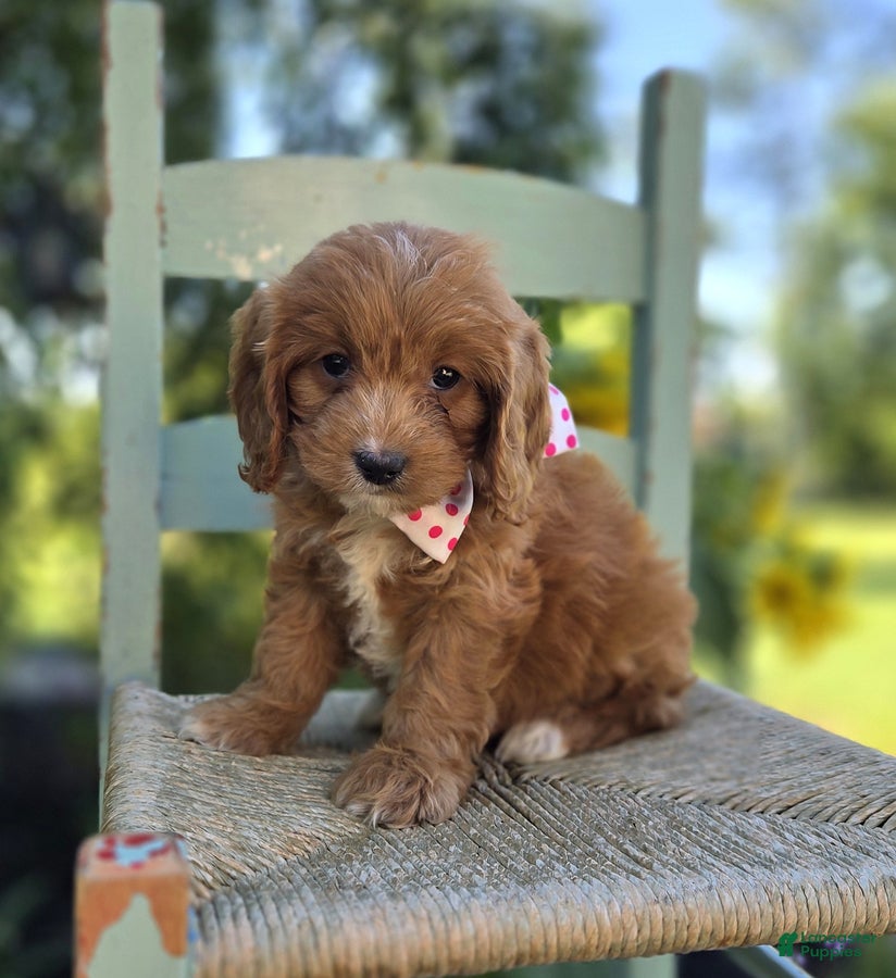 Cavapoo dogs Daisy - Ad 2
