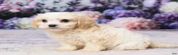 Cavachon dogs for sale: Ava - Ad 2