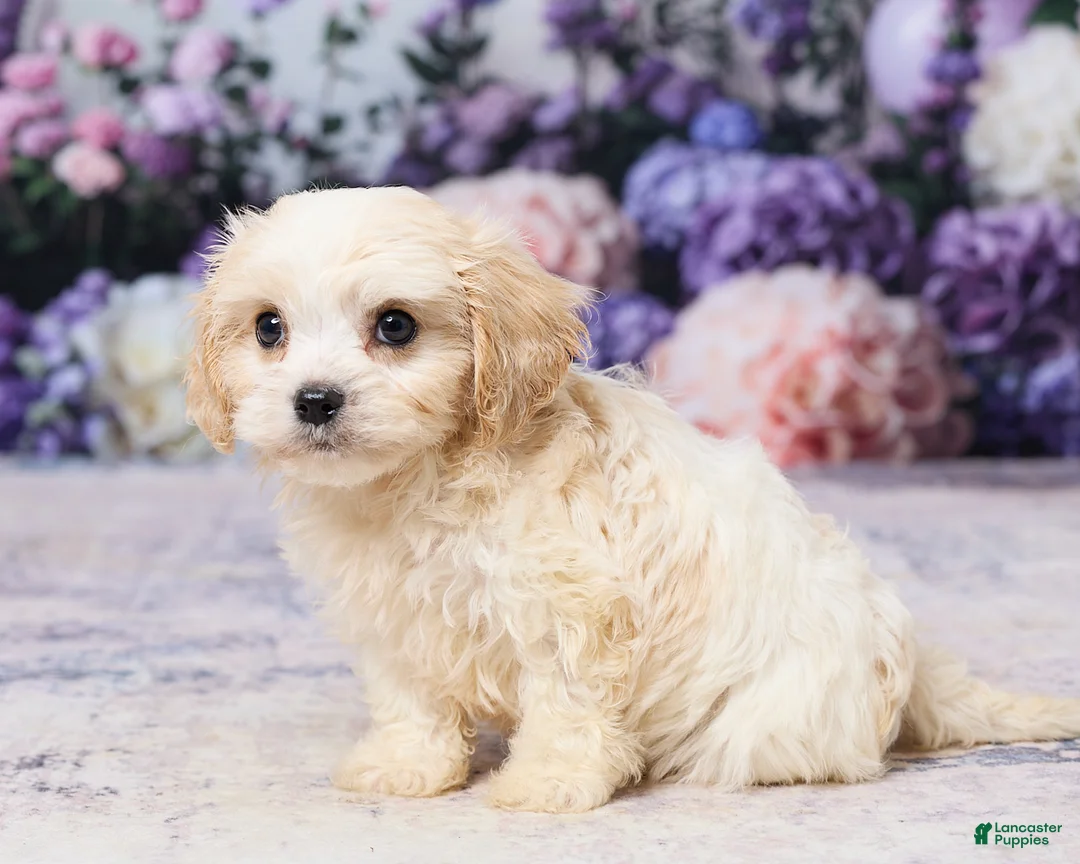 Cavachon dogs for sale: Ava - Ad 2