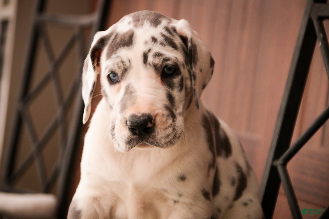 Great Dane dogs for sale: Emily - Ad 3