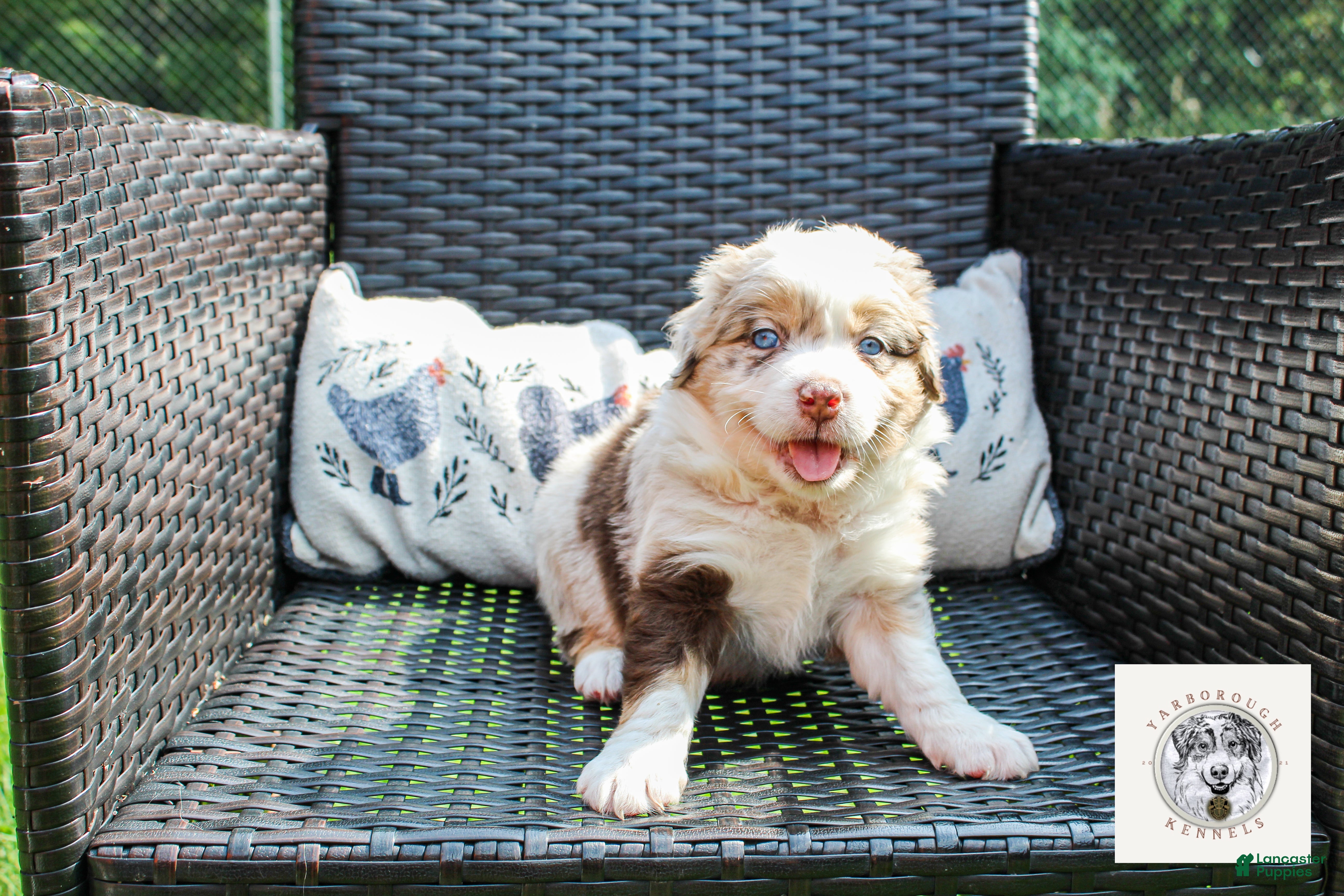 Miniature Australian Shepherd dogs Lady Liberty - Ad 1