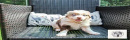 Miniature Australian Shepherd dogs for sale: Lady Liberty - Ad 1