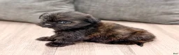 Shih Tzu dogs for sale: Finn - Ad 5