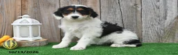 Mini Aussiedoodle dogs for sale: Alexis - Ad 3