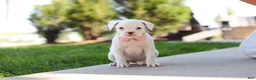 Boxer dogs for sale: Lexie - Ad 4