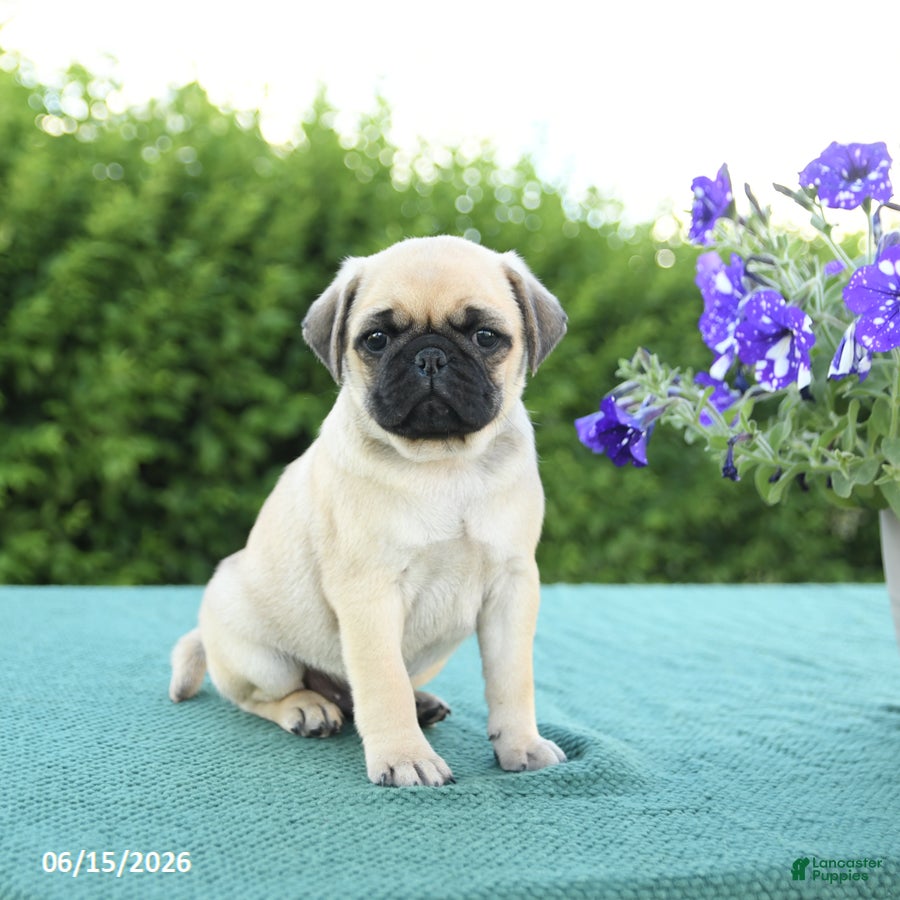 Pug dogs Jack  - Ad 1