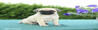 Jack 