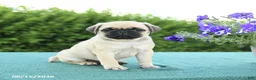 Pug dogs for sale: Jack  - Ad 1