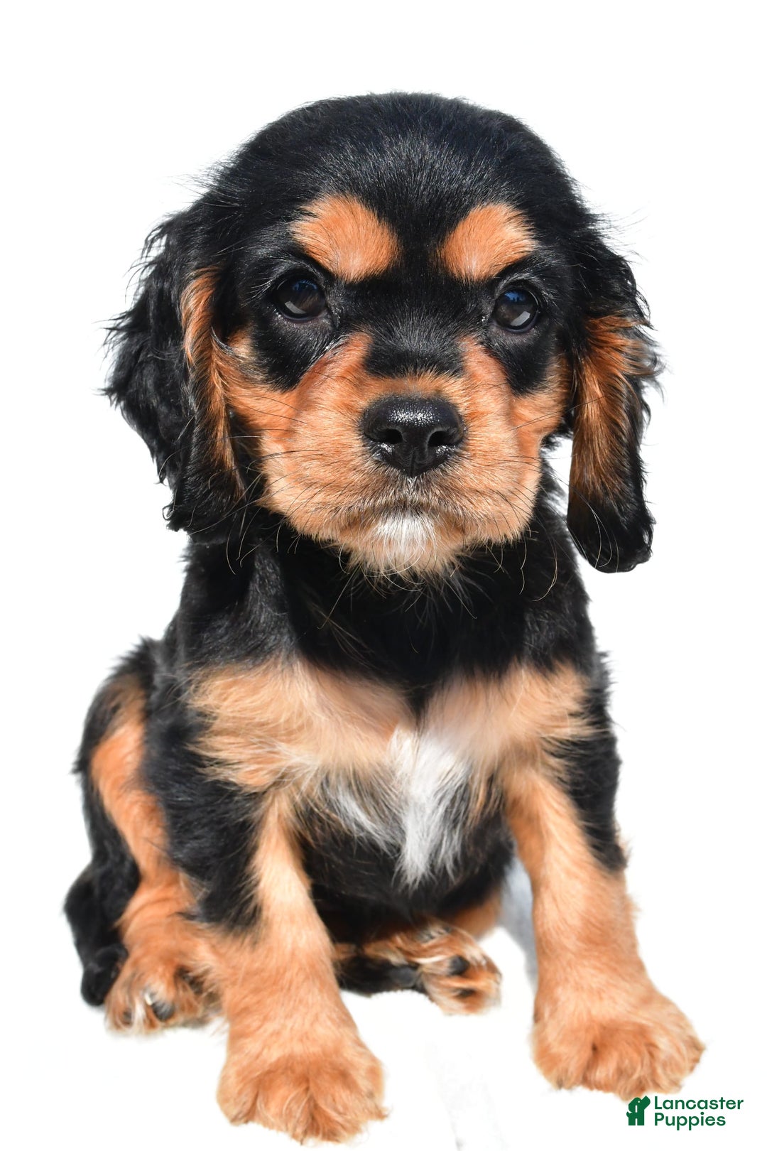 Cockalier dogs for sale: Vail - Ad 9