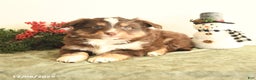 Miniature Australian Shepherd dogs for sale: Tucker - Ad 4