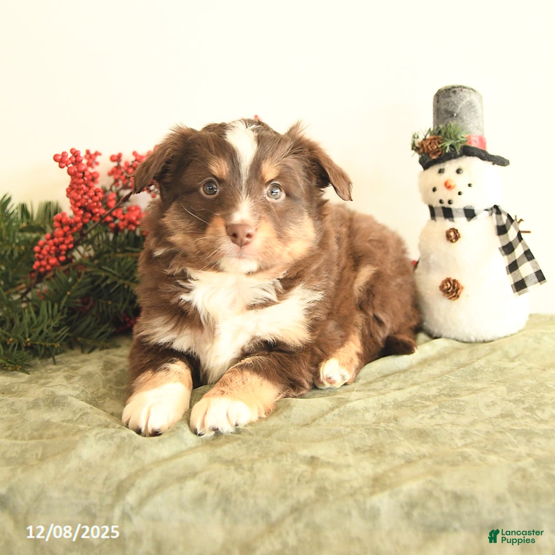 Miniature Australian Shepherd dogs for sale: Tucker - Ad 4